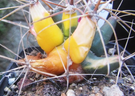 Ferobergia <br>super select f3 variegata