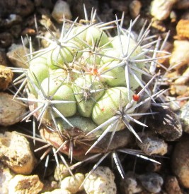 Ortegocactus  <br>macdowelli