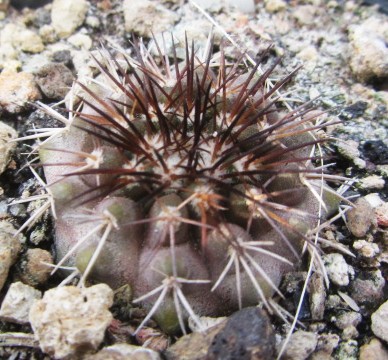Copiapoa <br>serpentisulcata castanea