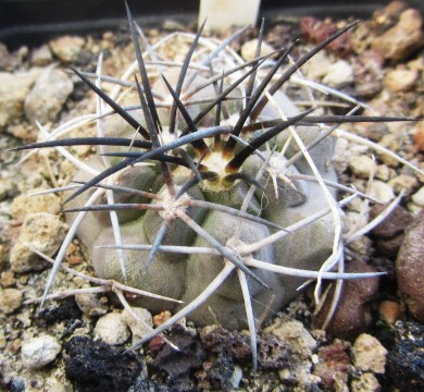 Copiapoa <br>sp 