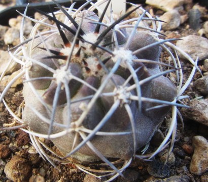Copiapoa <br>sp 