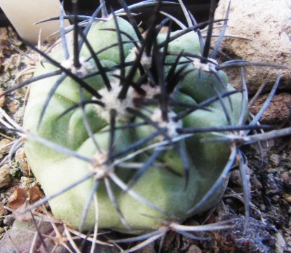Copiapoa <br>sp 