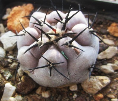 Copiapoa <br>cinerea