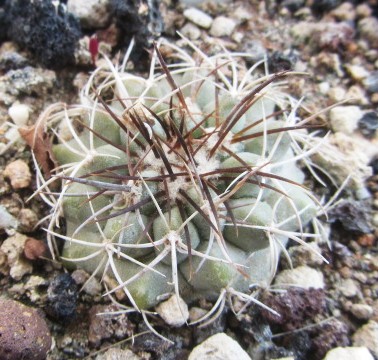Copiapoa <br>grandiflora fma