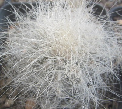Copiapoa <br>krainziana