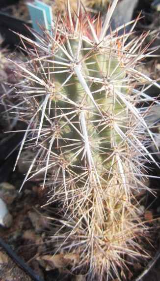 Machaerocereus  <br>eruca