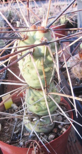 Tephrocactus <br>aoracanthus f.giant form