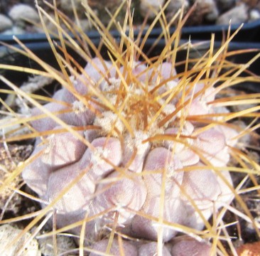 Copiapoa <br>haseltoniana aff tenebrosa