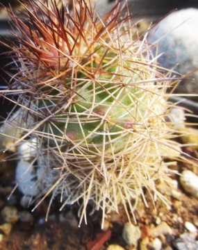 Escobaria <br>aguirreana