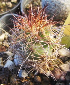 Escobaria <br>aguirreana