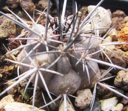 Copiapoa <br>fusca