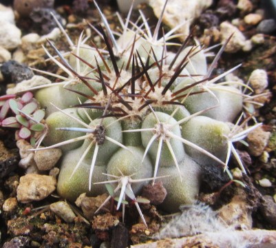 Copiapoa <br>grandiflora fma