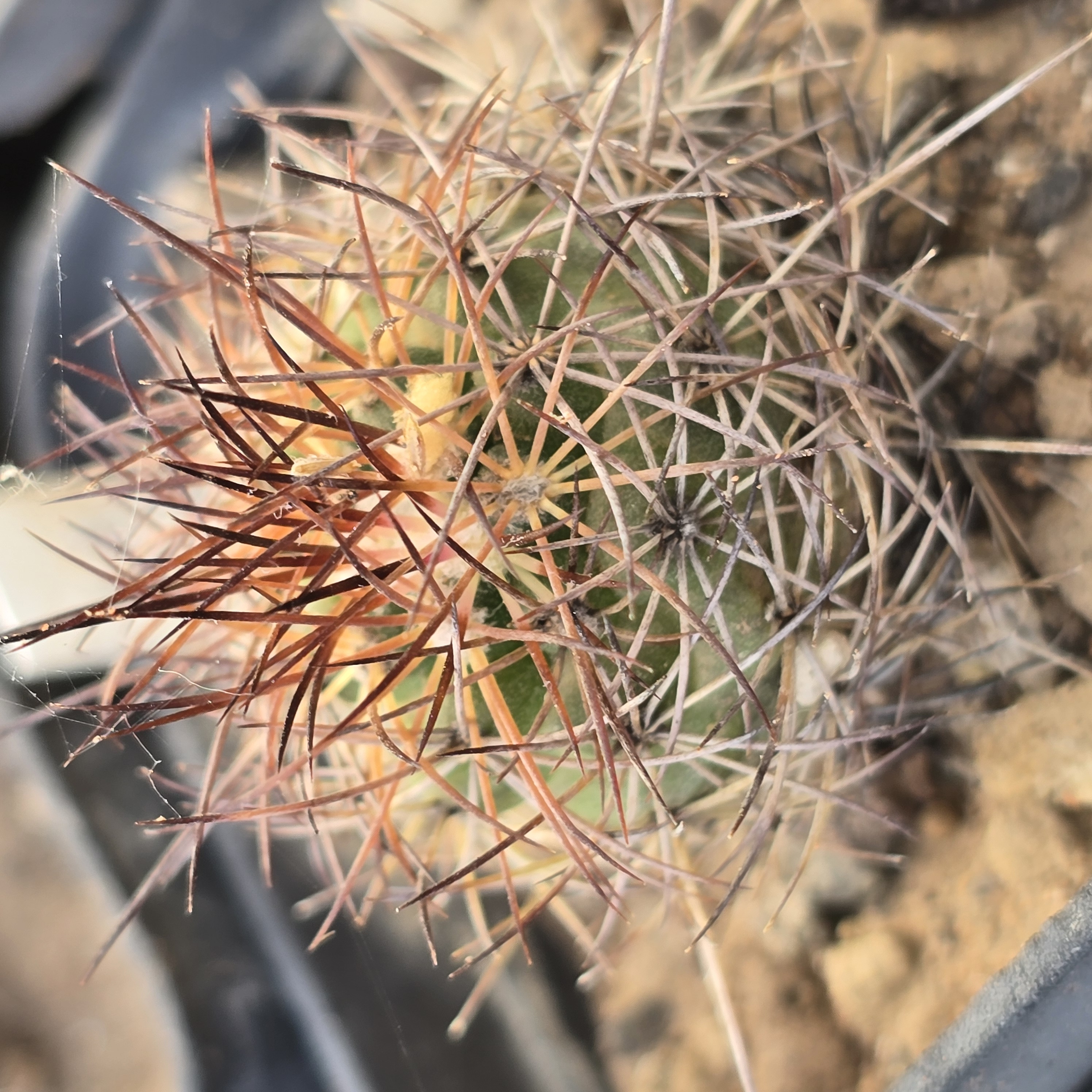 Escobaria <br>aguirreana