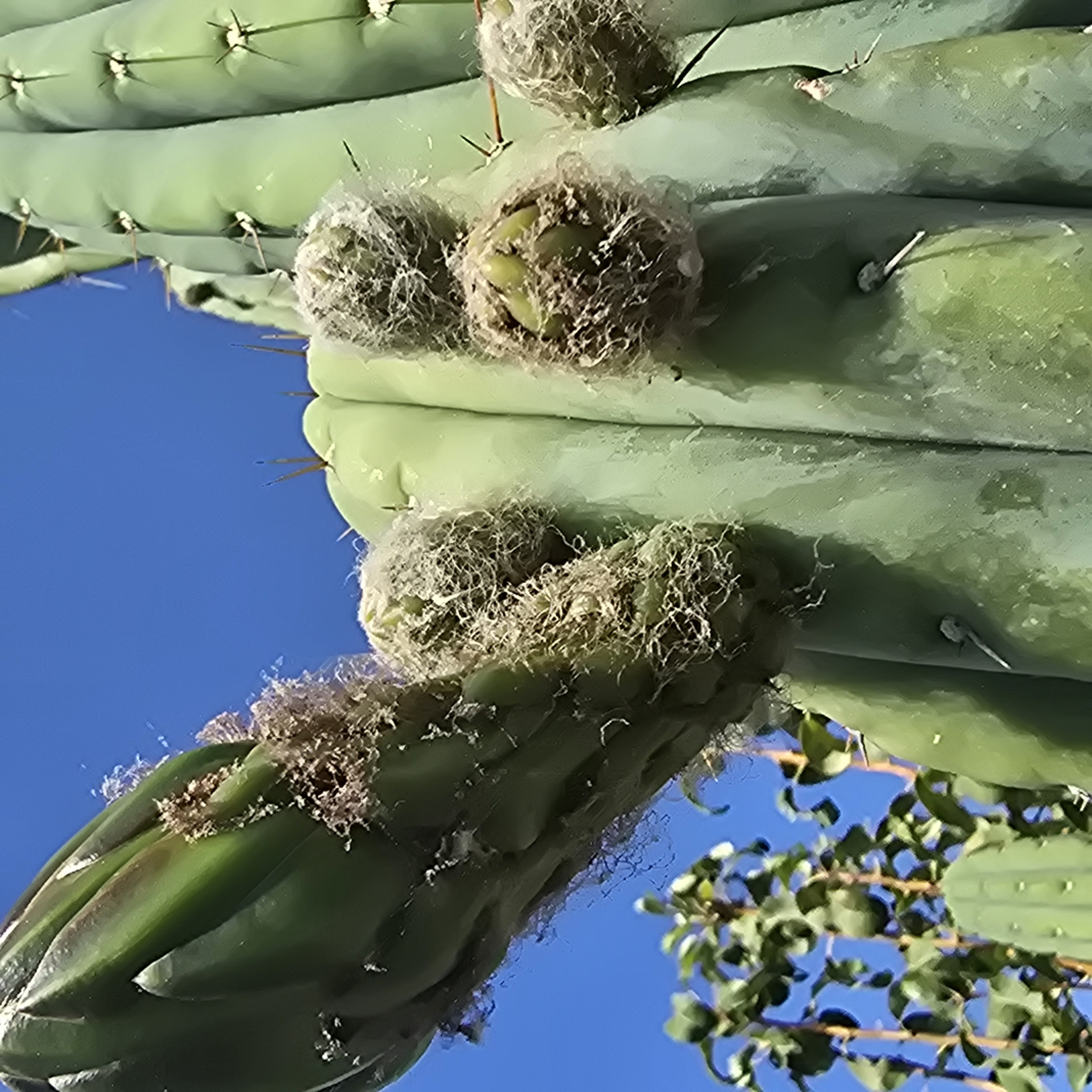 Trichocereus <br>pachanoi 