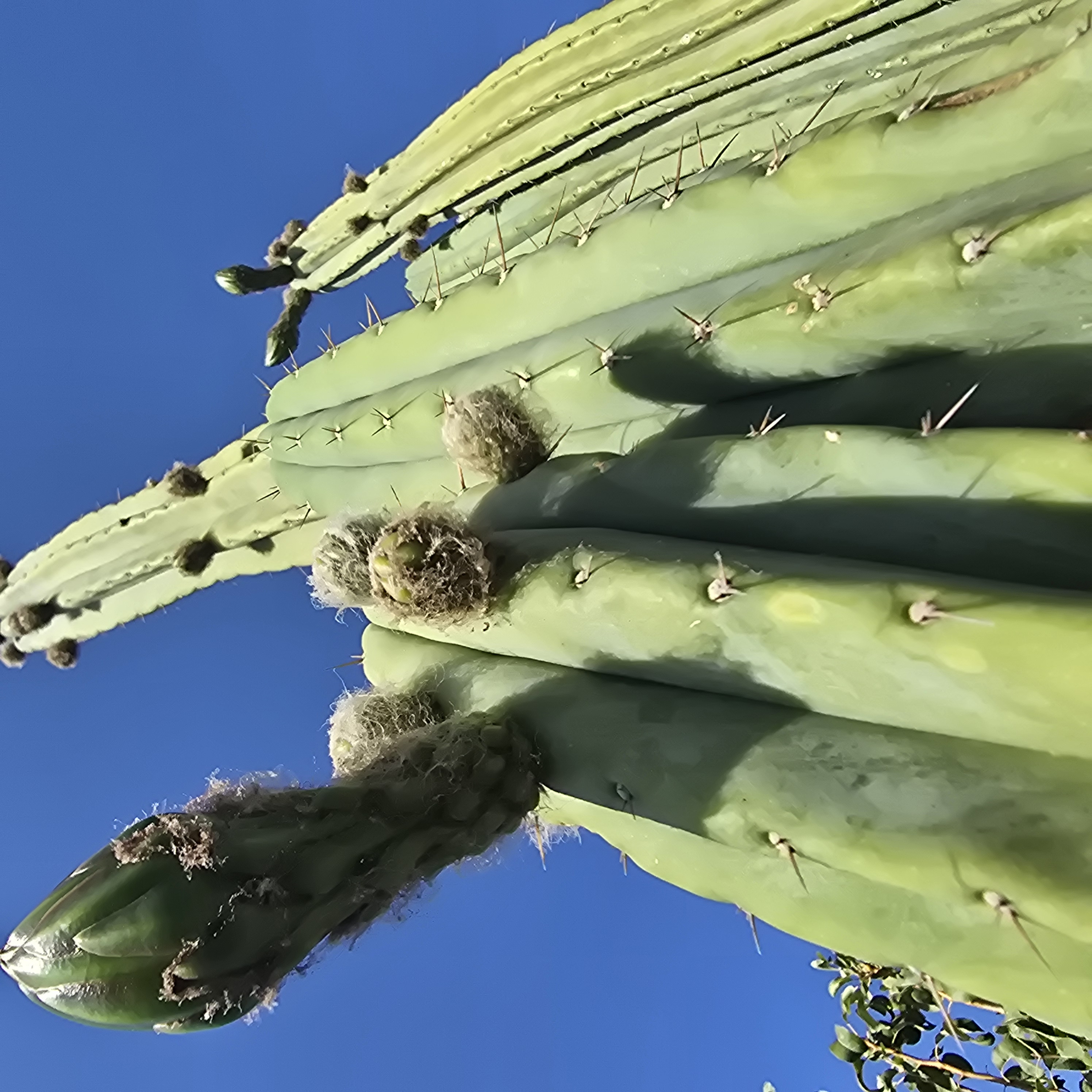 Trichocereus <br>pachanoi 