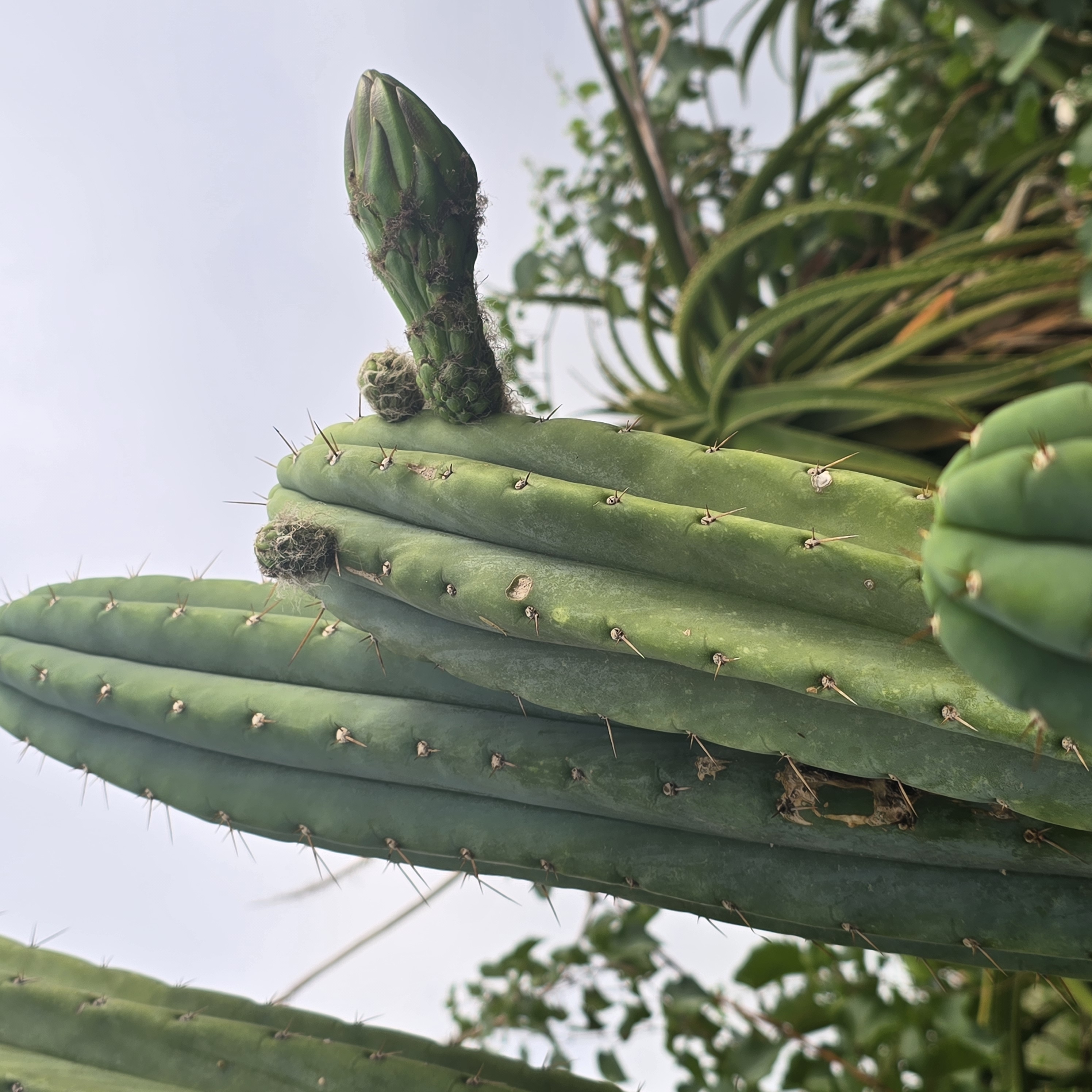 Trichocereus <br>pachanoi 