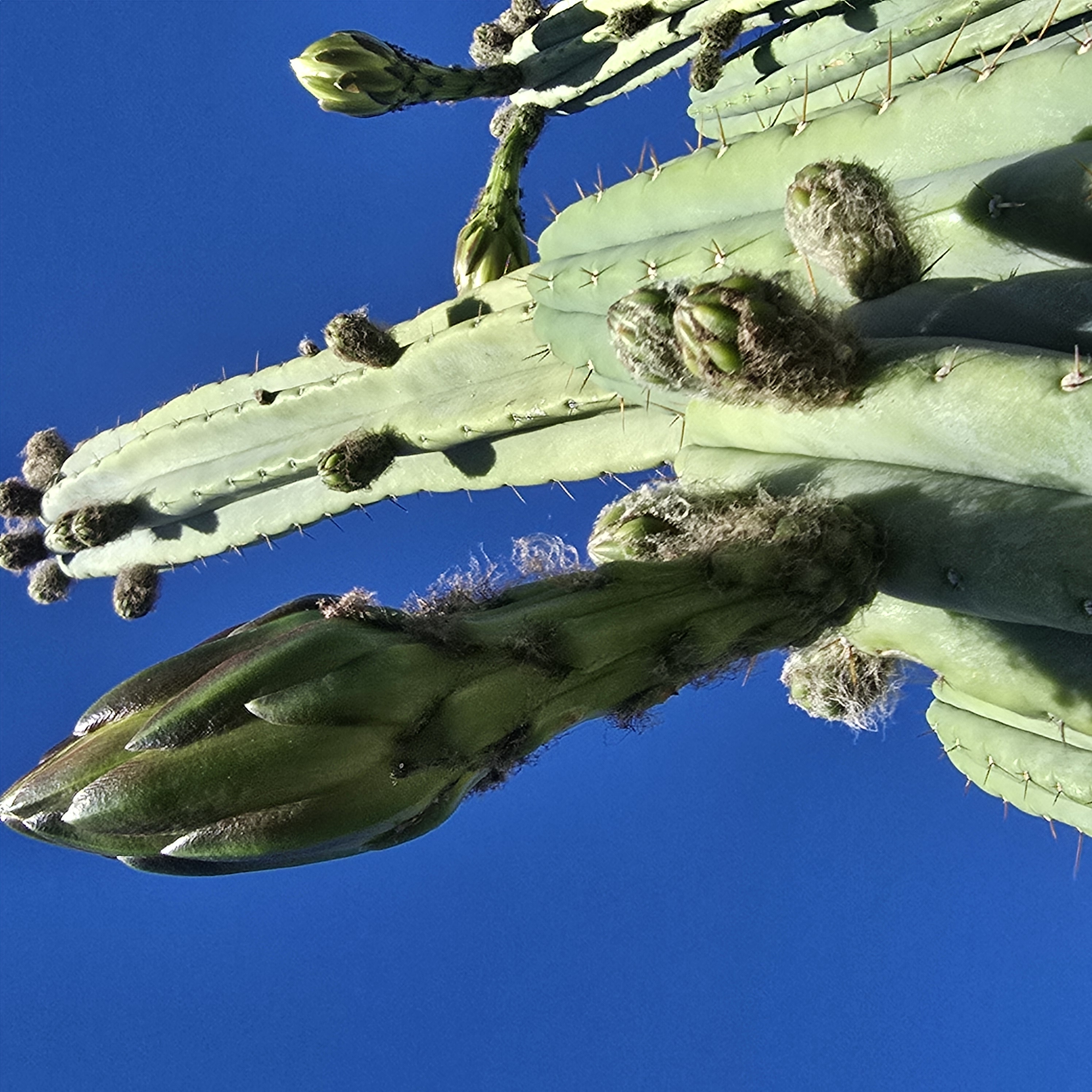Trichocereus <br>pachanoi 