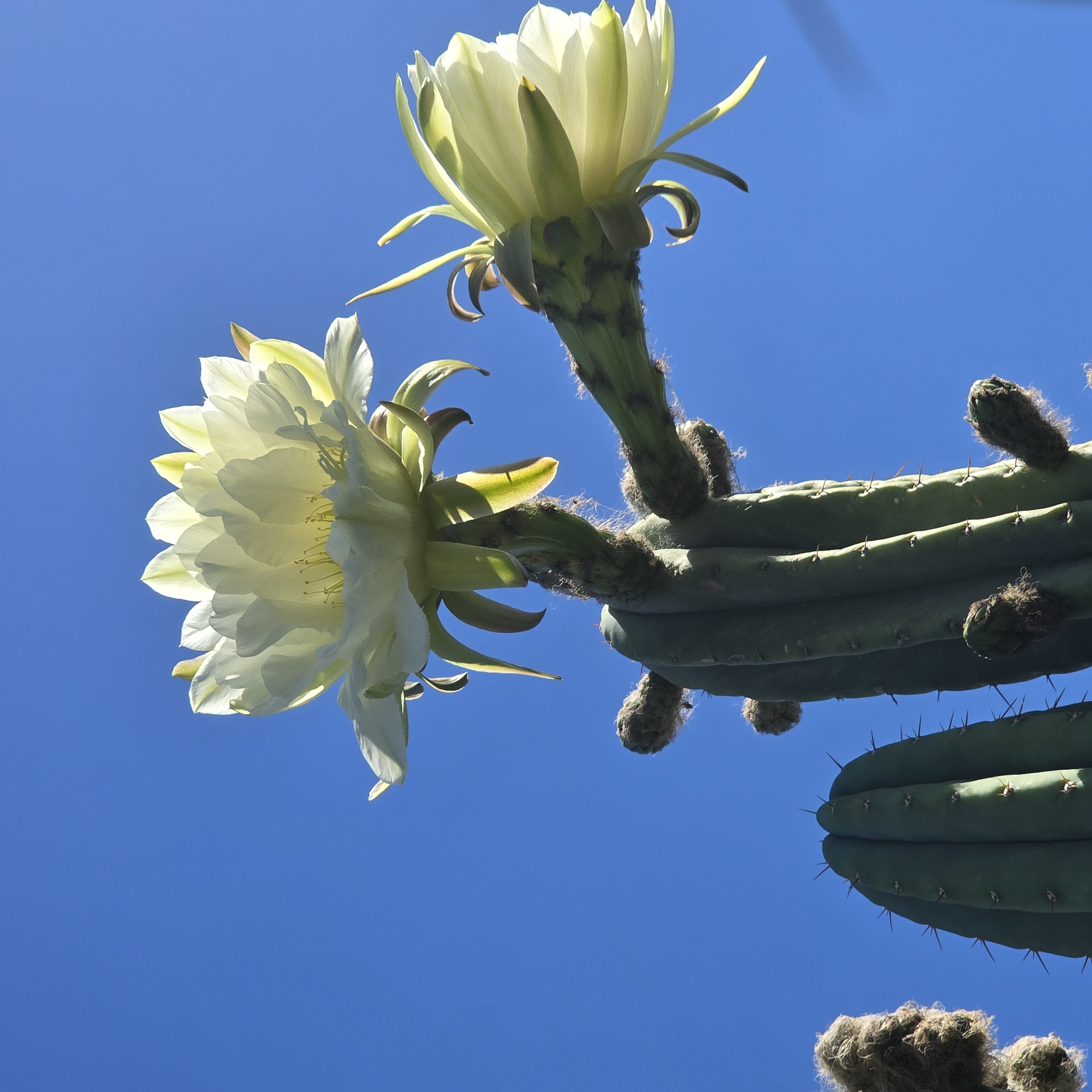 Trichocereus <br>pachanoi 