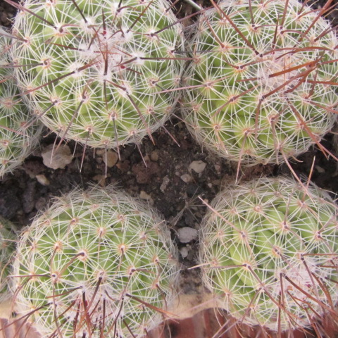 Thelocactus <br>conothelos auranthiacus