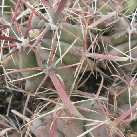 Ferocactus <br>sp. tres virgines  bc