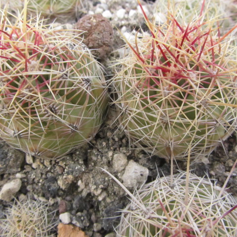 Thelocactus <br>bicolor