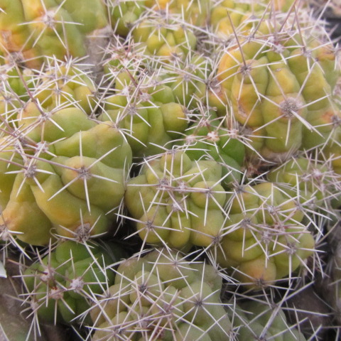 Thelocactus <br>leucacanthus shmolli