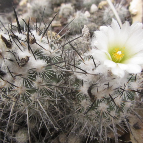 Turbinicarpus <br>viereckii (gymnocactus)  major fma