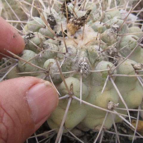 Thelocactus <br>rinconensis  lophothele 