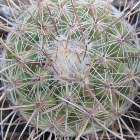 Thelocactus <br>conothelos saussieri