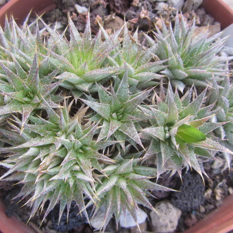 Abromeitiella <br>clorantha minor