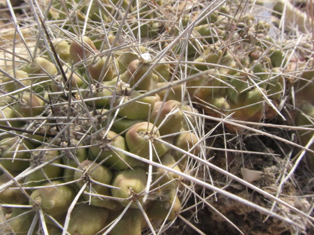Thelocactus <br>rinconensis