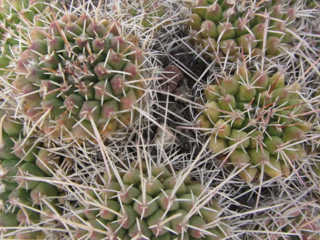 Mammillaria <br>sp. big 79