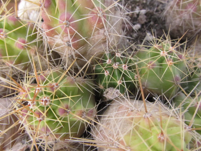 Echinocereus <br>sp. big 74