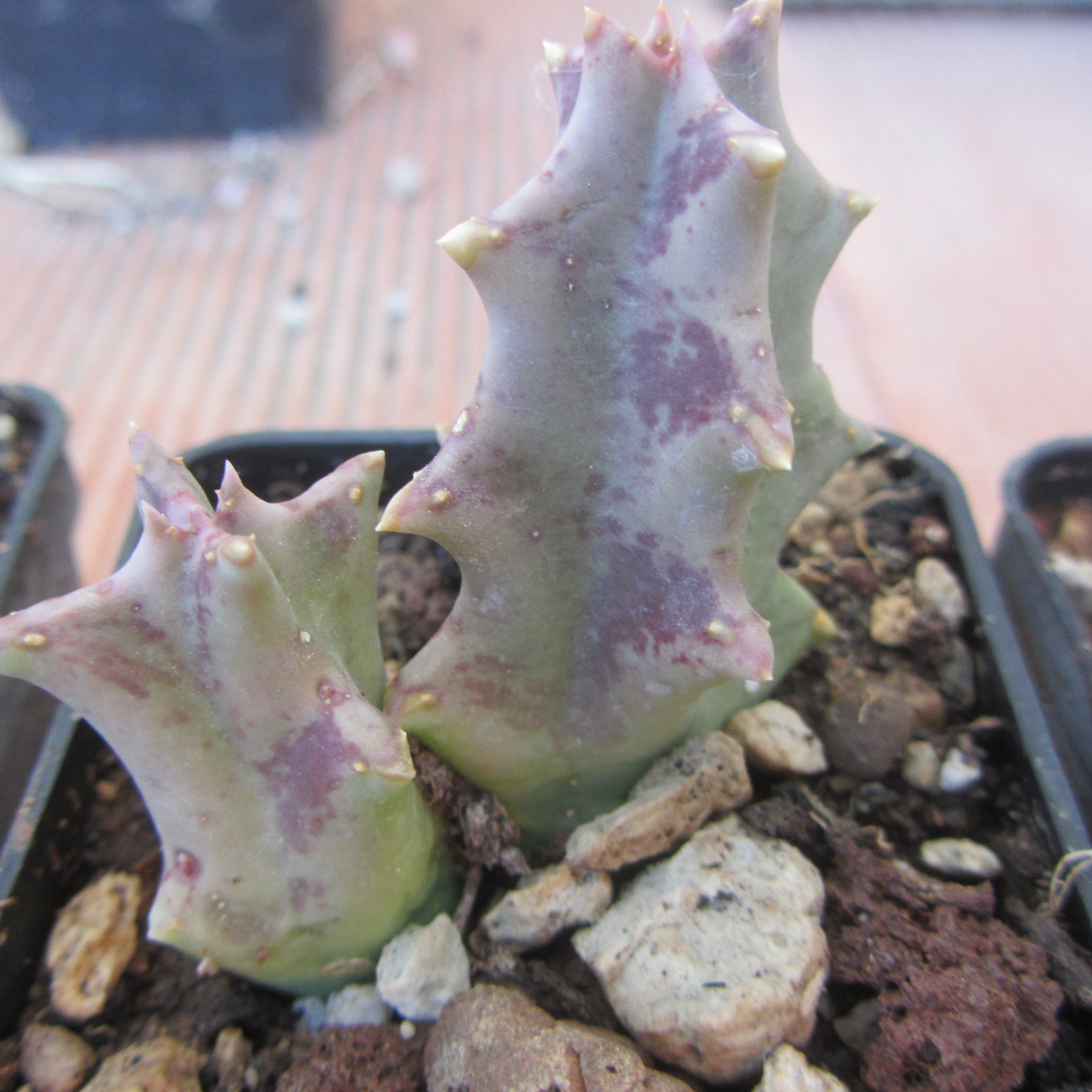 Orbea melanantha