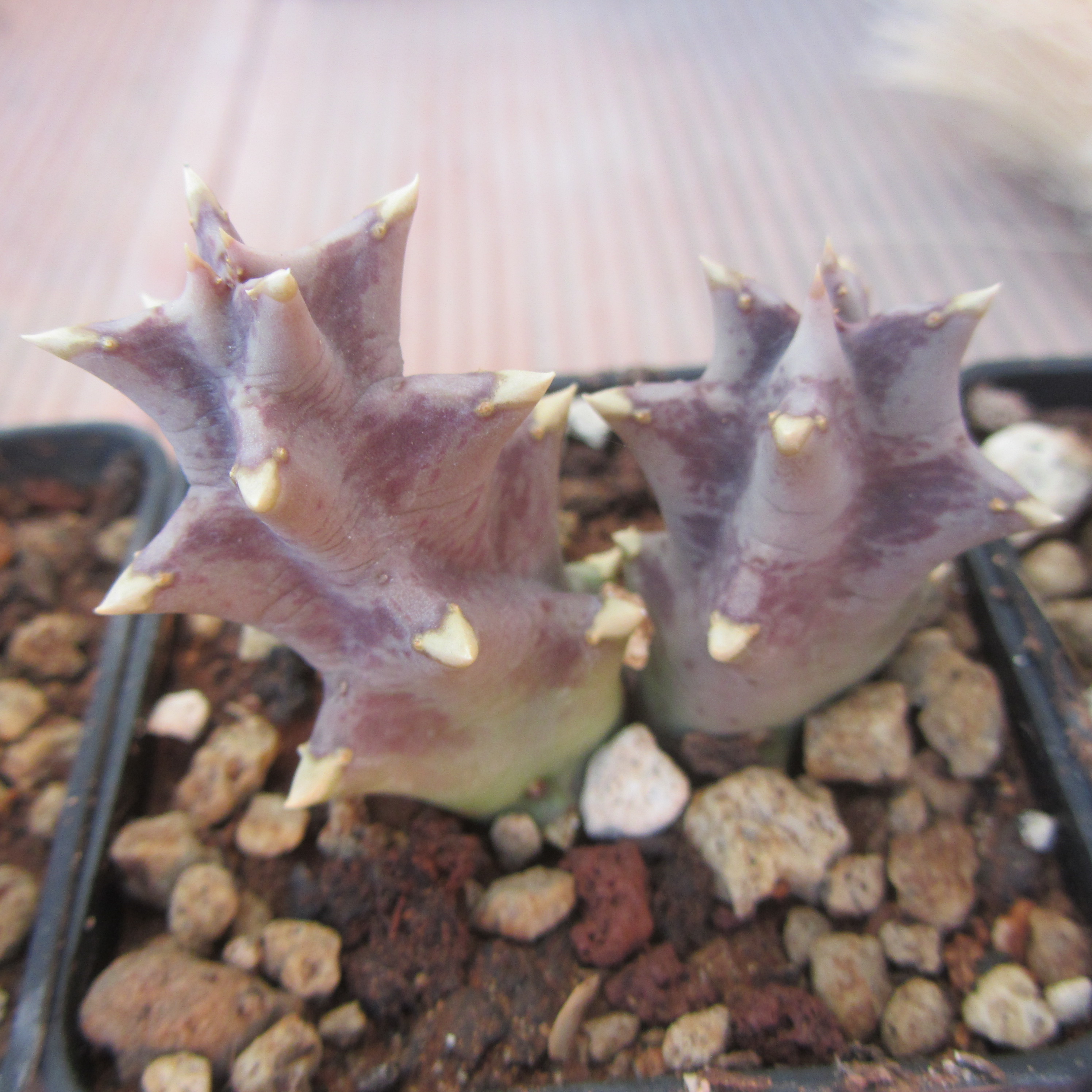 Orbea melanantha