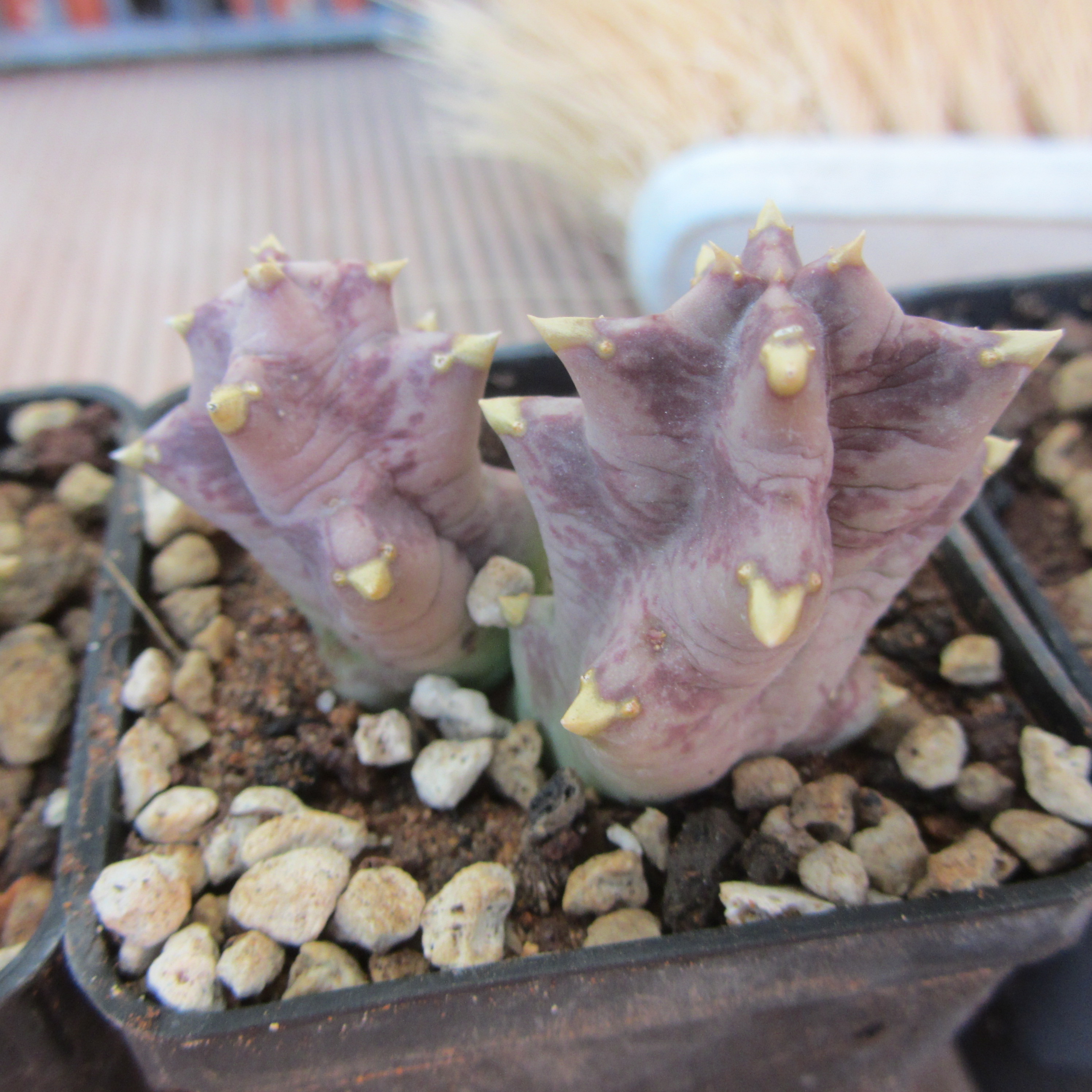 Orbea melanantha