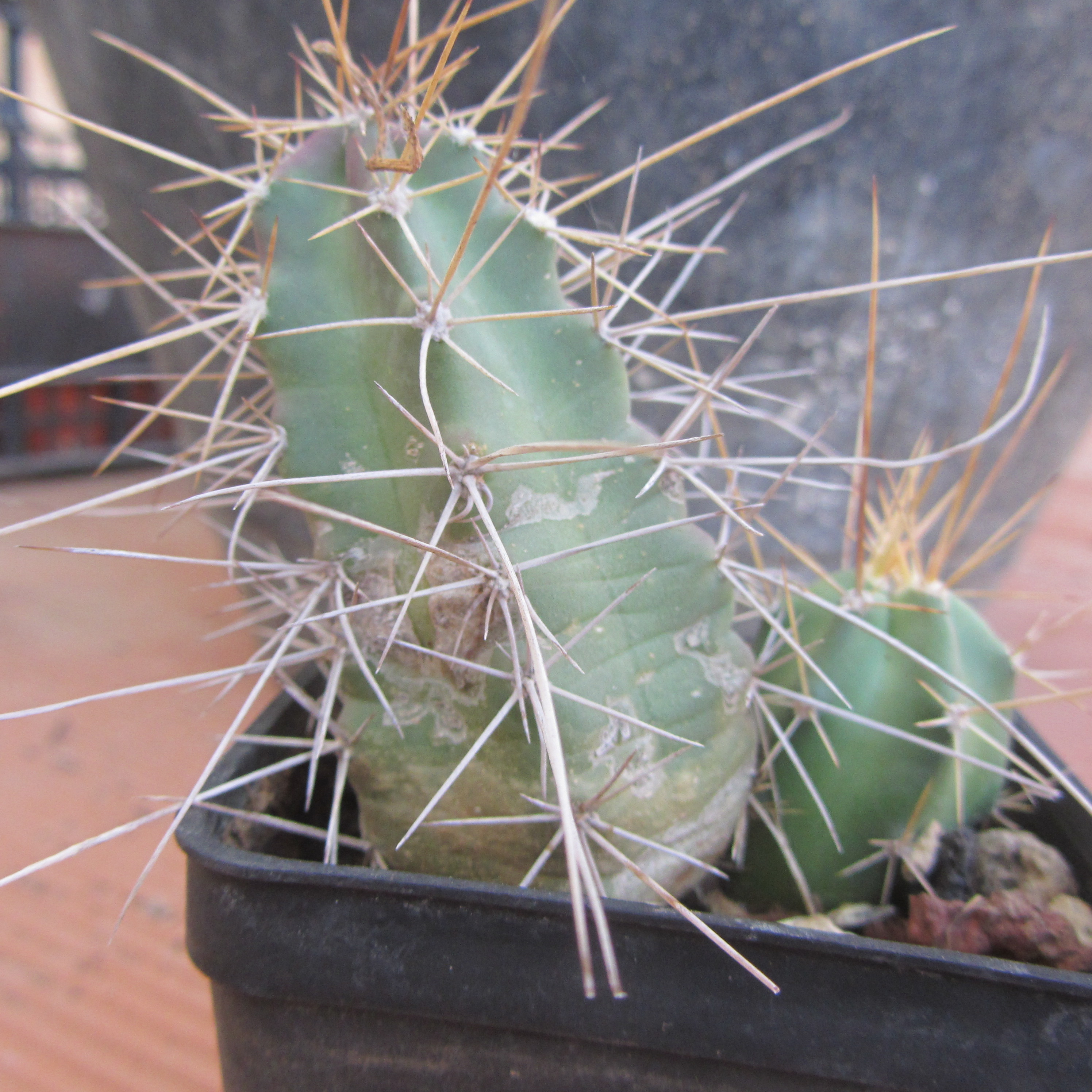 Echinocereus <br>vierecki