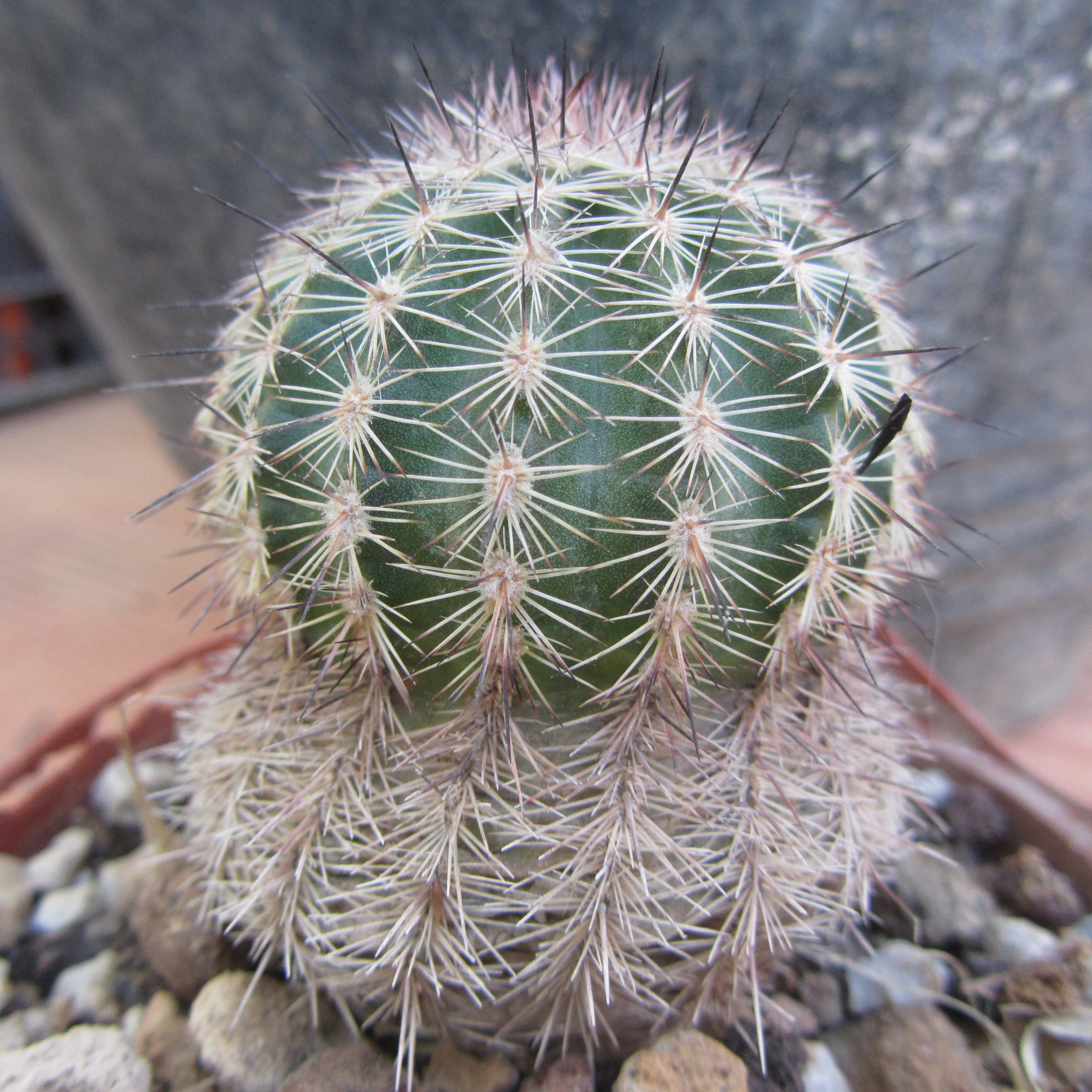 Echinocereus <br>armatus