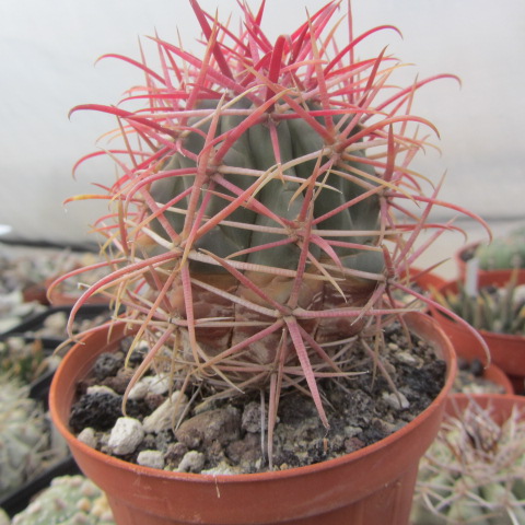 Ferocactus <br>gracilis fma