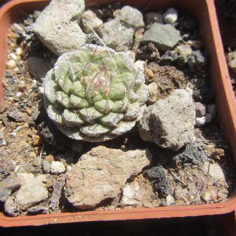 Strombocactus <br>disciformis