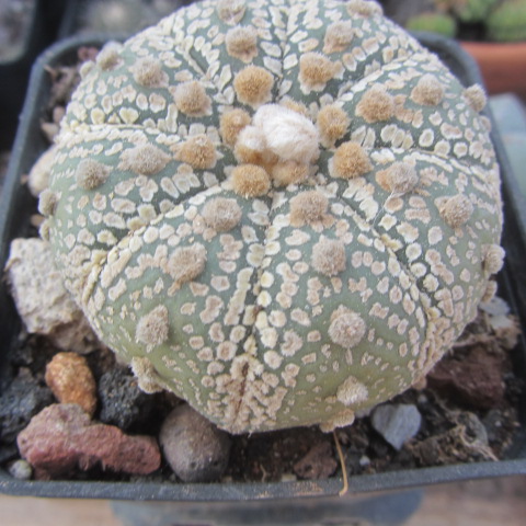 Astrophytum <br>kabuto