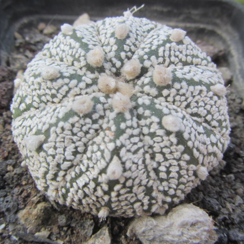 Astrophytum <br>kabuto 