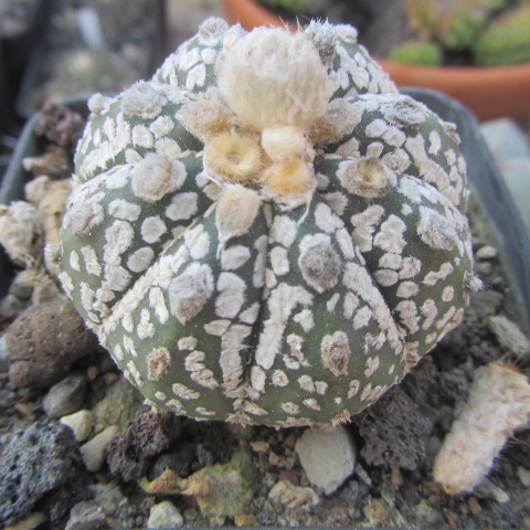 Astrophytum <br>kabuto x f2 capas