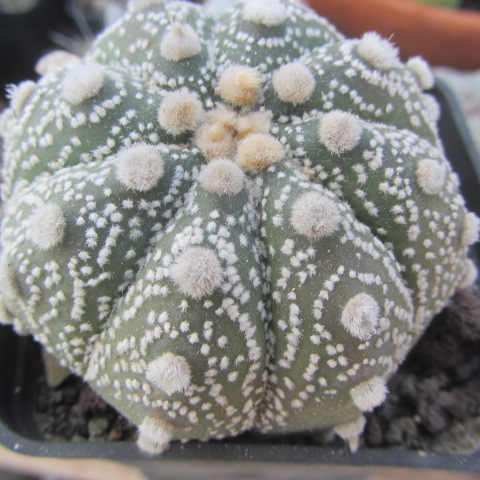 Astrophytum <br>kabuto x capas