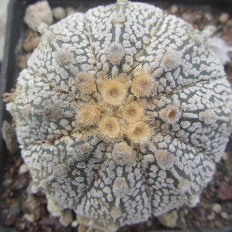Astrophytum <br>kabuto x f2 capas