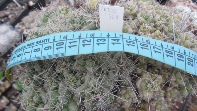 Coryphantha <br>runyoni