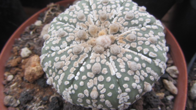 Astrophytum <br>kabuto