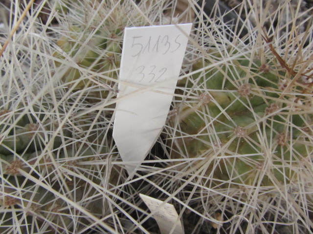 Echinocereus sp csd 54