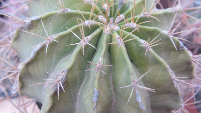 Ferocactus <br>echidne