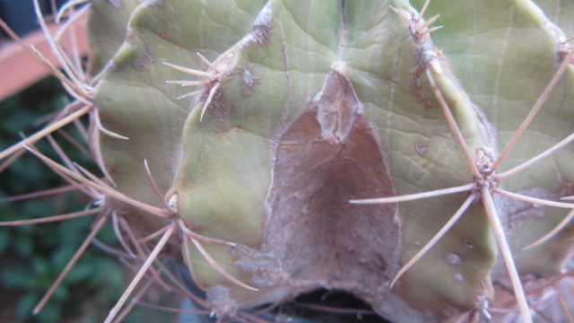 Ferocactus <br>echidne